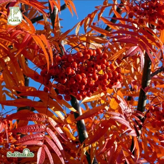 Prydnadsrönn ´Dodong´ E Prydnadsrönn ´Dodong´ E