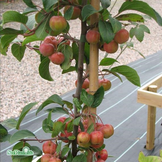 Prydnadsapel Prydnadsapel