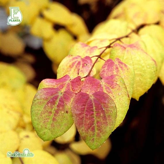 Katsura fk ´Göteborg´ E Katsura fk ´Göteborg´ E